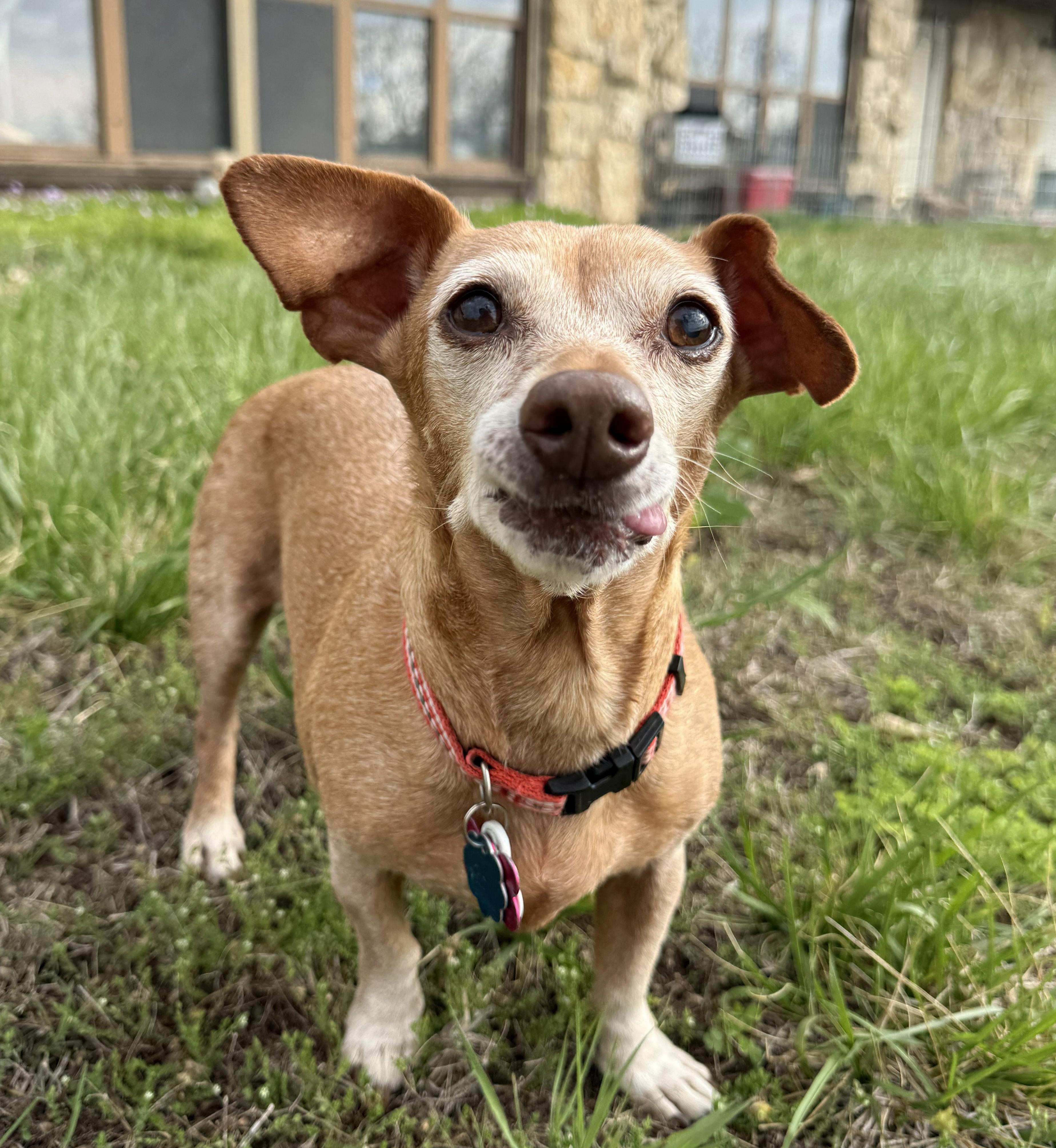 Enlarge Elanore, a ADOPTABLE Chiweenie in Manhattan, KS image 6/6