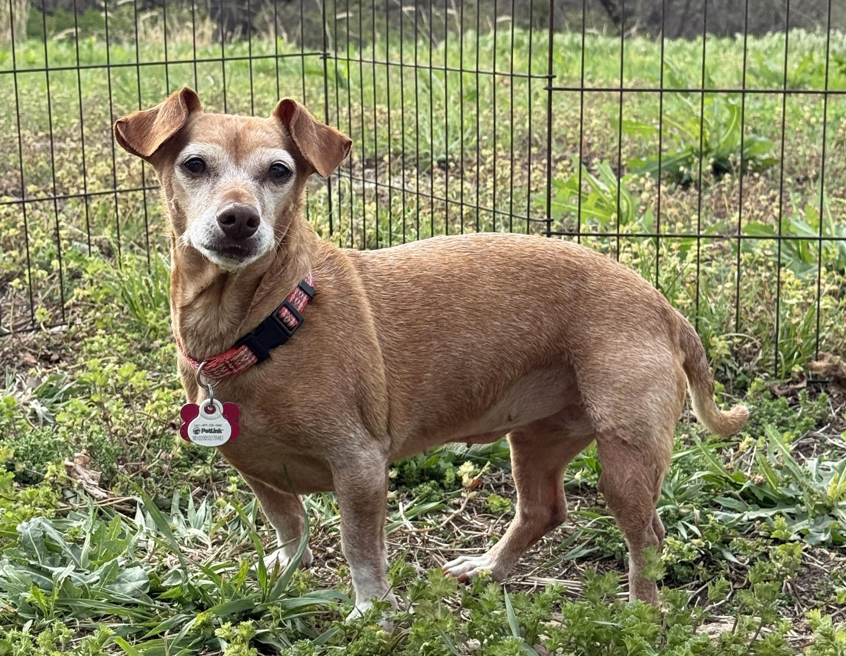 Enlarge Elanore, a ADOPTABLE Chiweenie in Manhattan, KS image 3/6