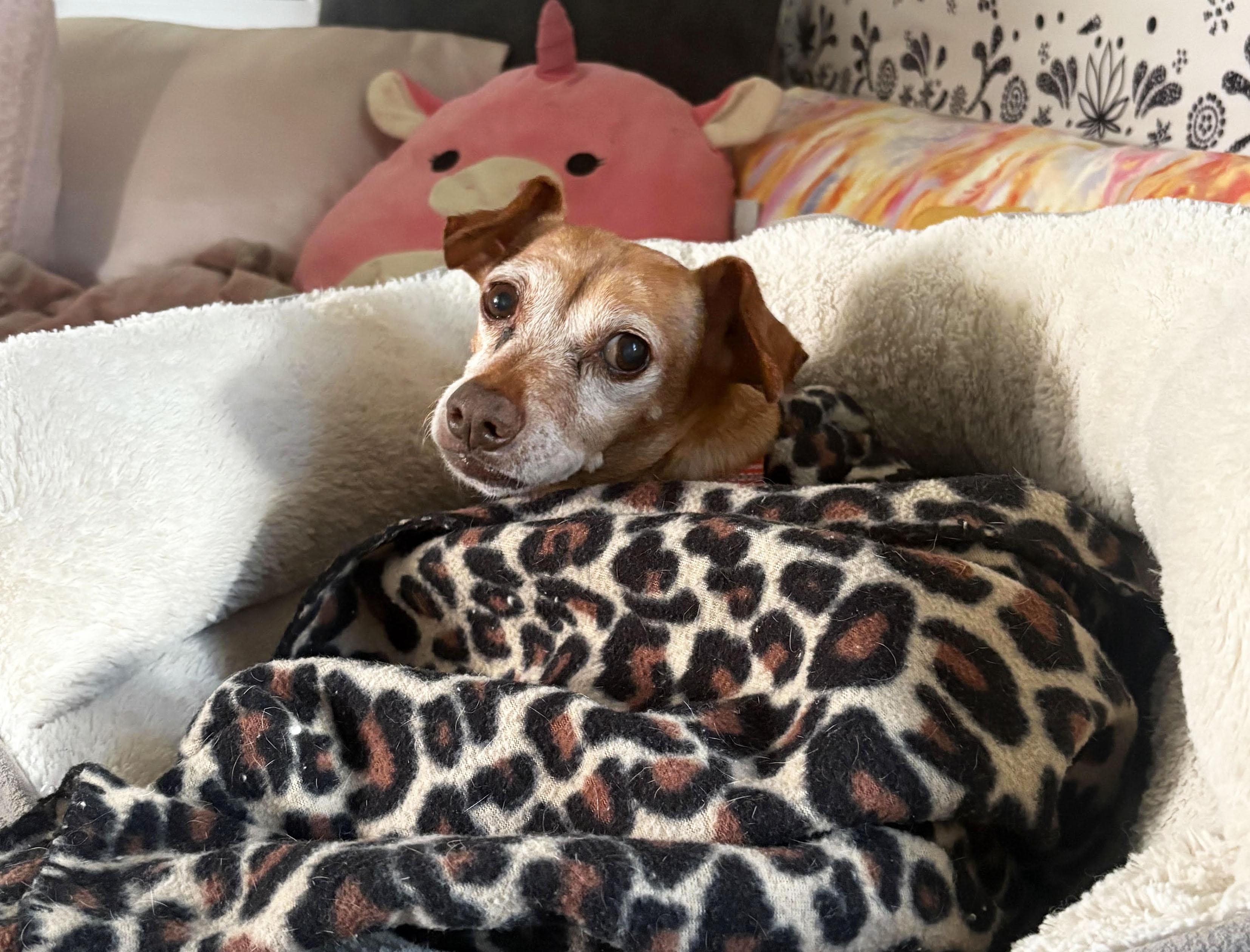 Enlarge Elanore, a ADOPTABLE Chiweenie in Manhattan, KS image 1/5