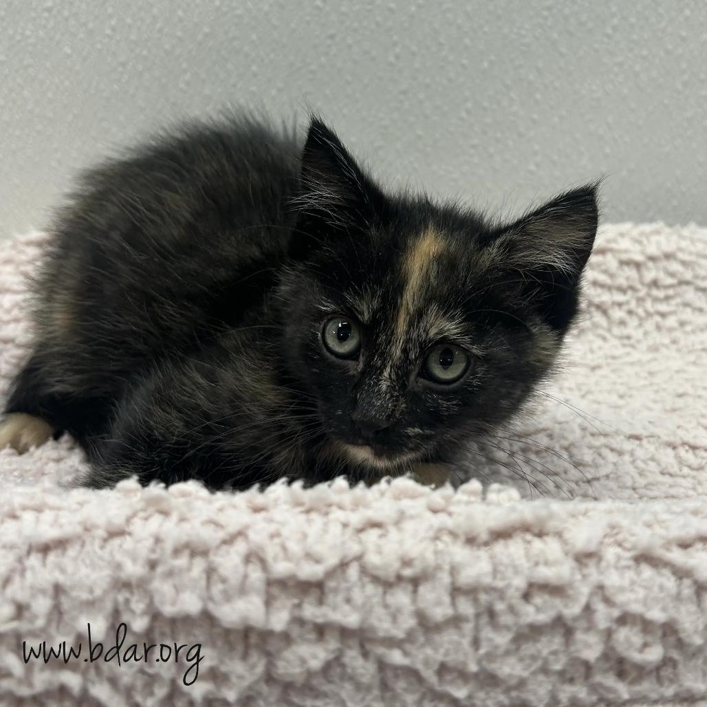 Pencil, Adoptable, Kitten Female Domestic Short Hair.