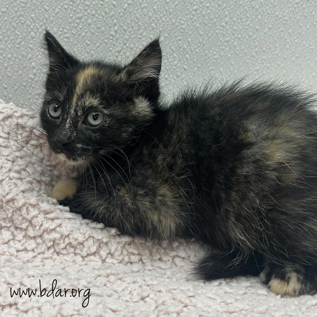 Pencil, a Adoptable Domestic Short Hair in Cheyenne, WY image 2/2