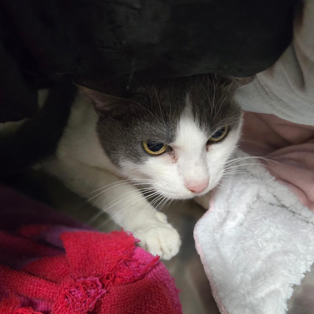 Trixie, Adoptable, Adult Female Turkish Van.