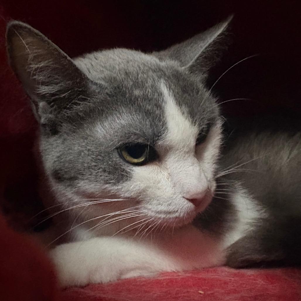 Enlarge Trixie, a Adoptable Turkish Van in San Jacinto, CA image 2/3