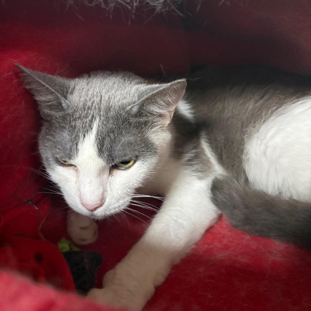 Enlarge Trixie, a Adoptable Turkish Van in San Jacinto, CA image 3/3