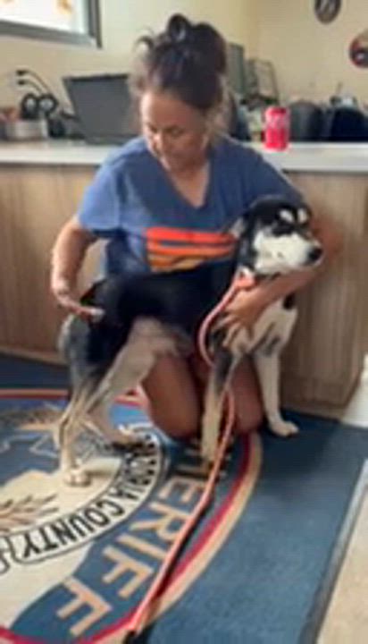 Enlarge Ella - Beautiful Sweet Baby Girl, Affectionate, Loves Kisses,Great w/Dogs Fostered Ithaca, NY, a Adoptable mixed breed in South Burlington, VT video 6/6