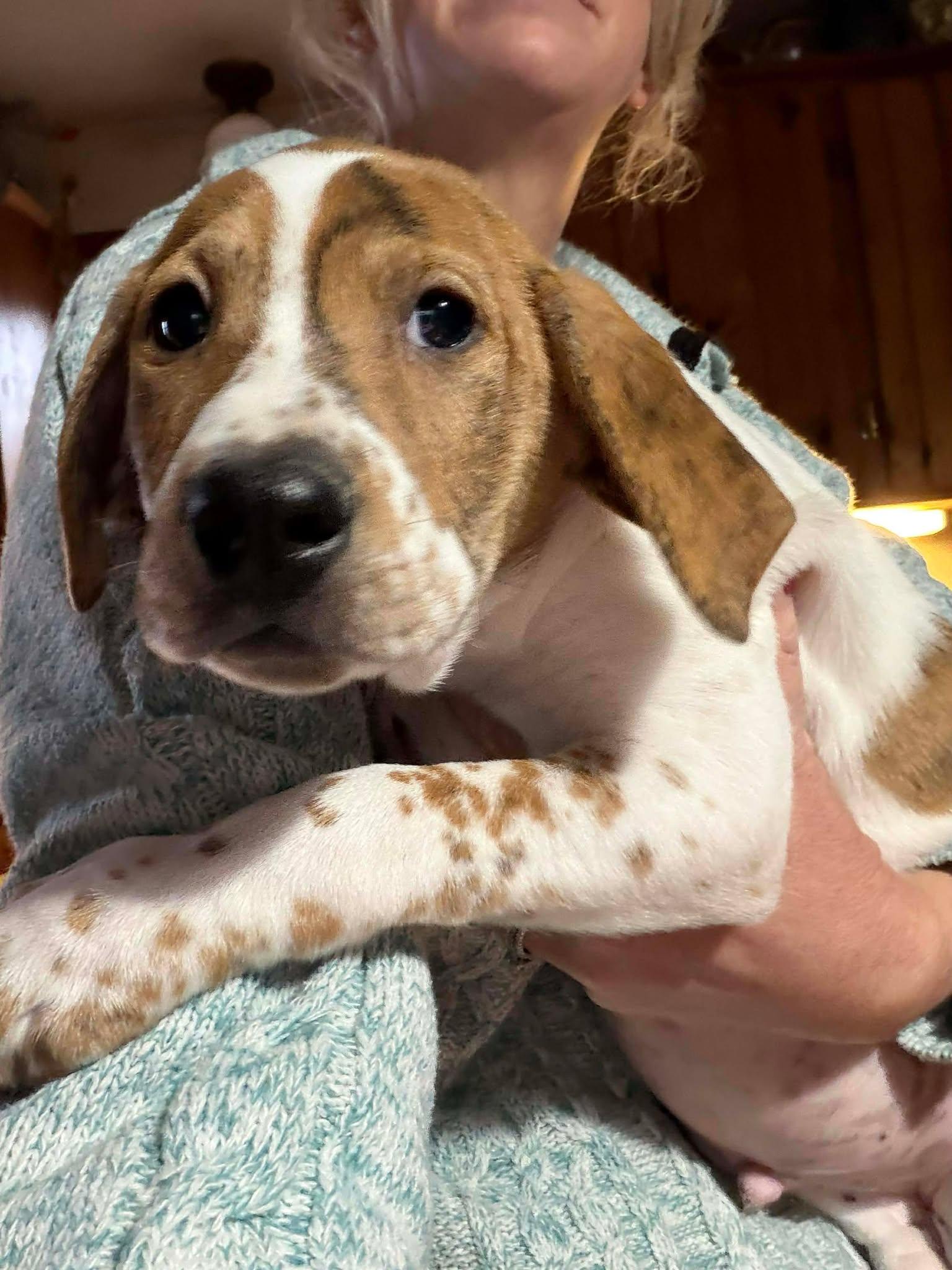 Franklin, a Adoptable mixed breed in Mechanicsburg, PA image 1/3