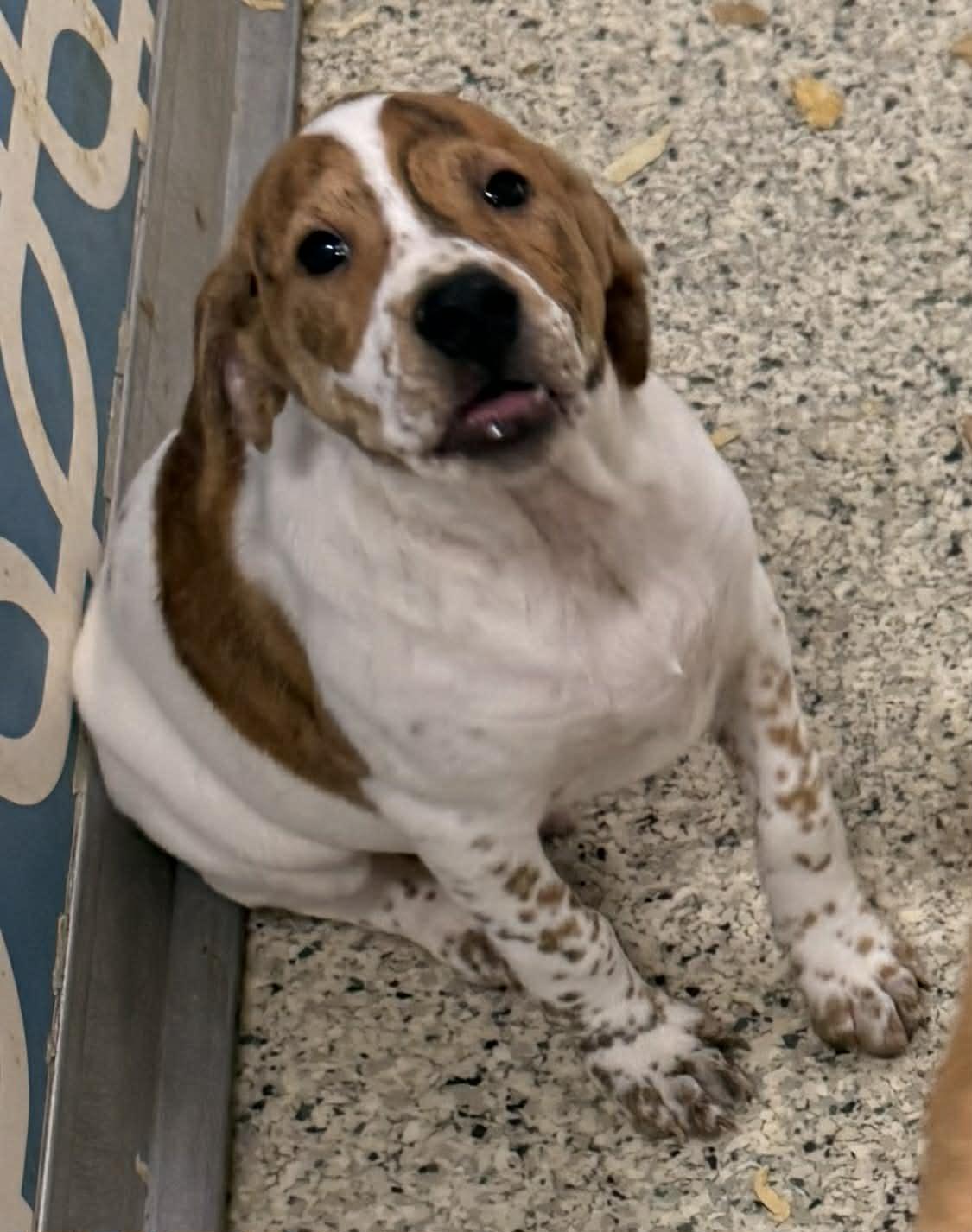 Franklin, a Adoptable mixed breed in Mechanicsburg, PA image 2/3