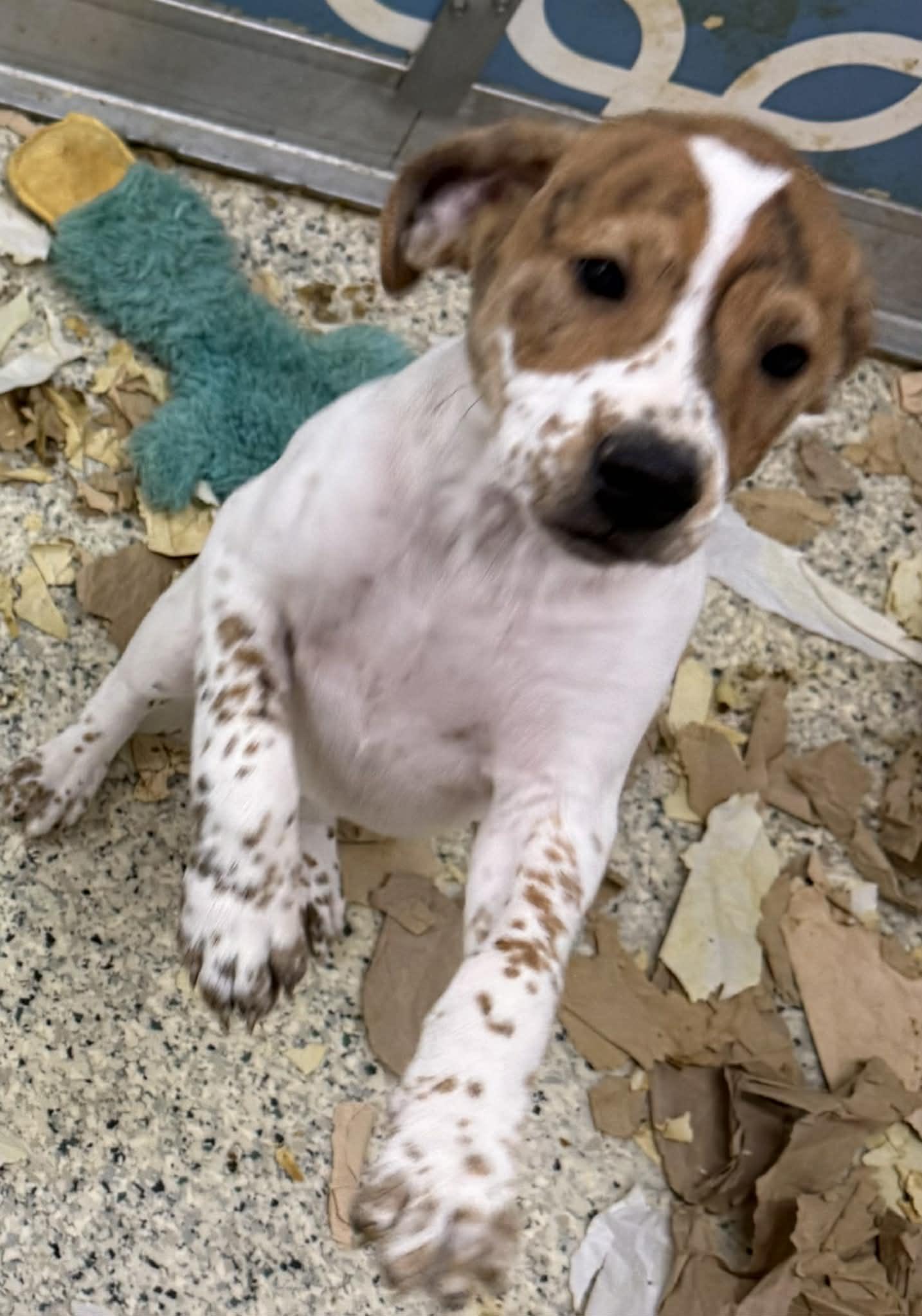 Franklin, a Adoptable mixed breed in Mechanicsburg, PA image 3/3