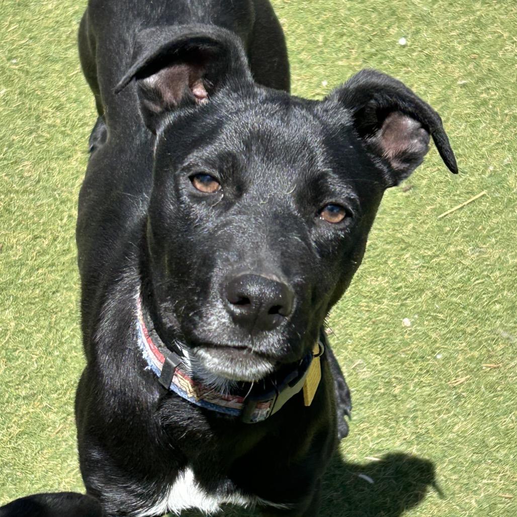 Murtagh - Butler Campus, Adoptable, Young Male Mixed Breed.