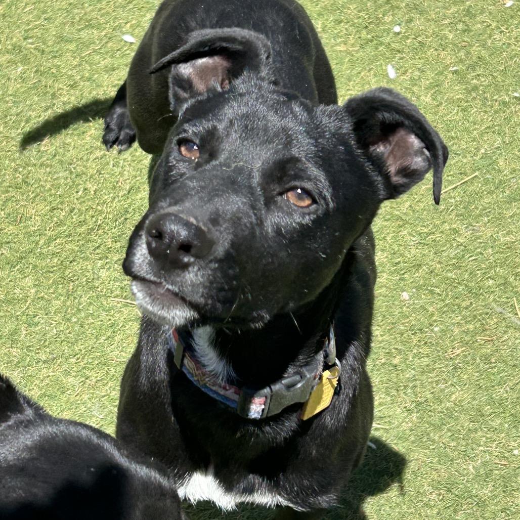 Enlarge Murtagh - Butler Campus, a Adoptable Mixed Breed in Flagstaff, AZ image 2/2