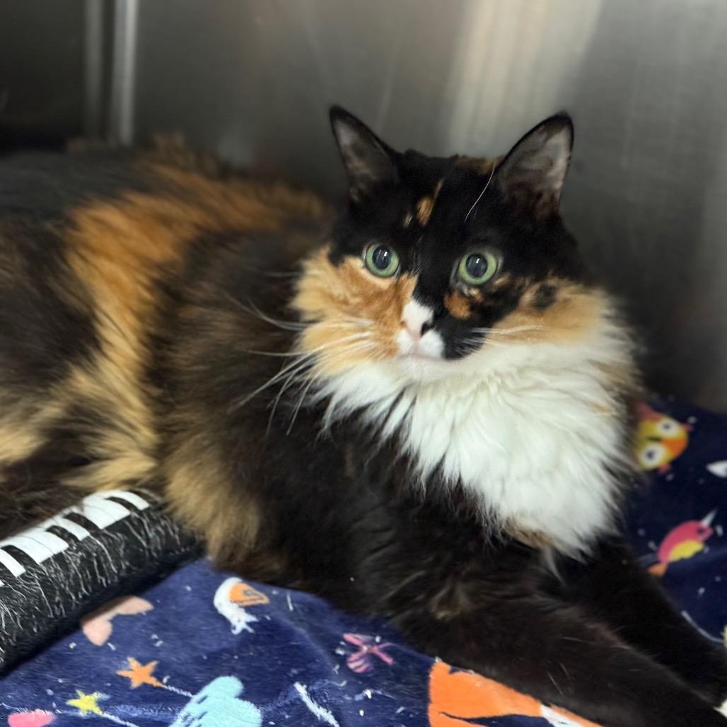 Pickles — thumbnail 2