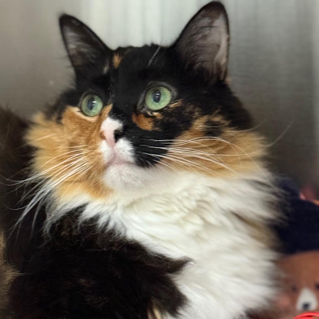 Pickles — thumbnail 3