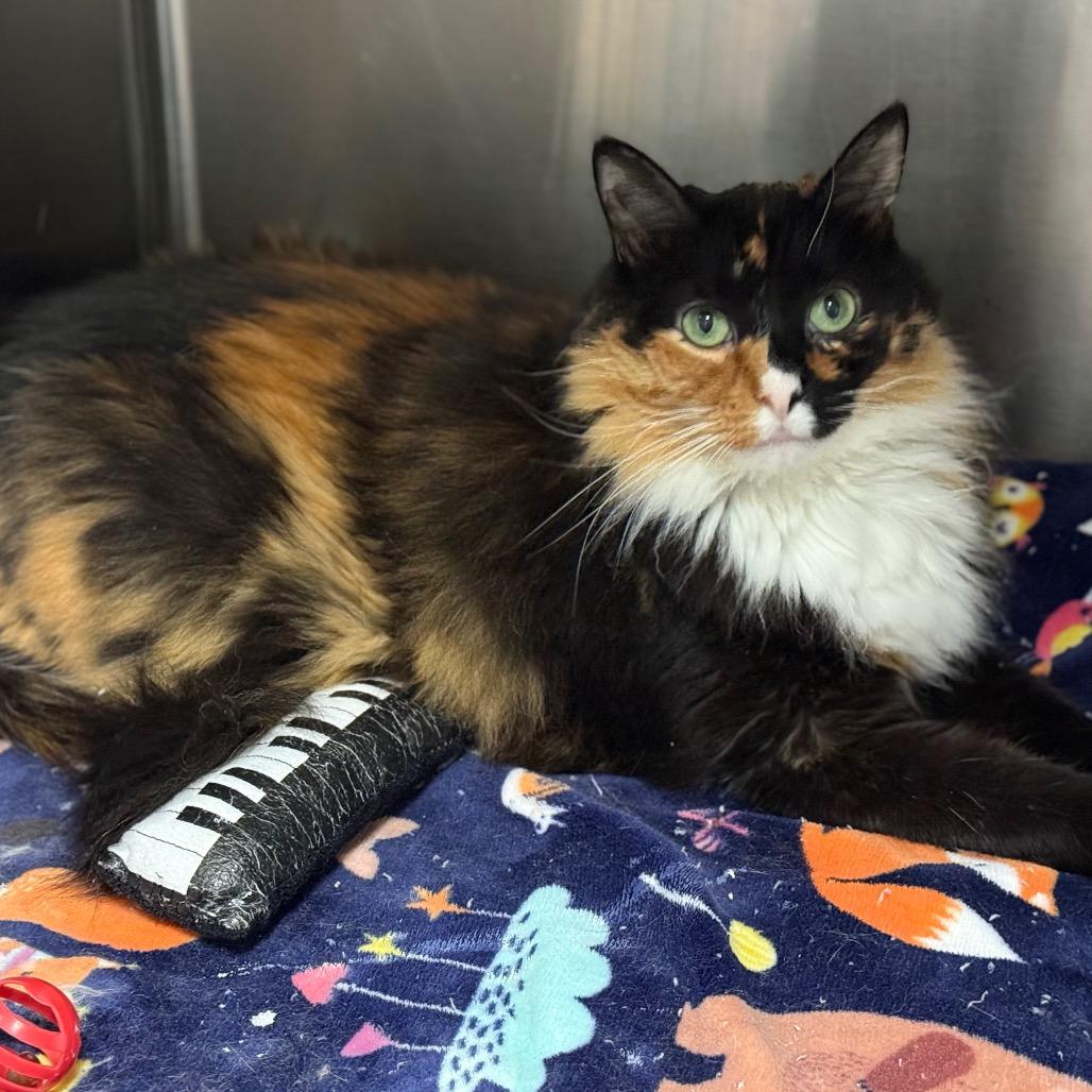 Pickles — thumbnail 4