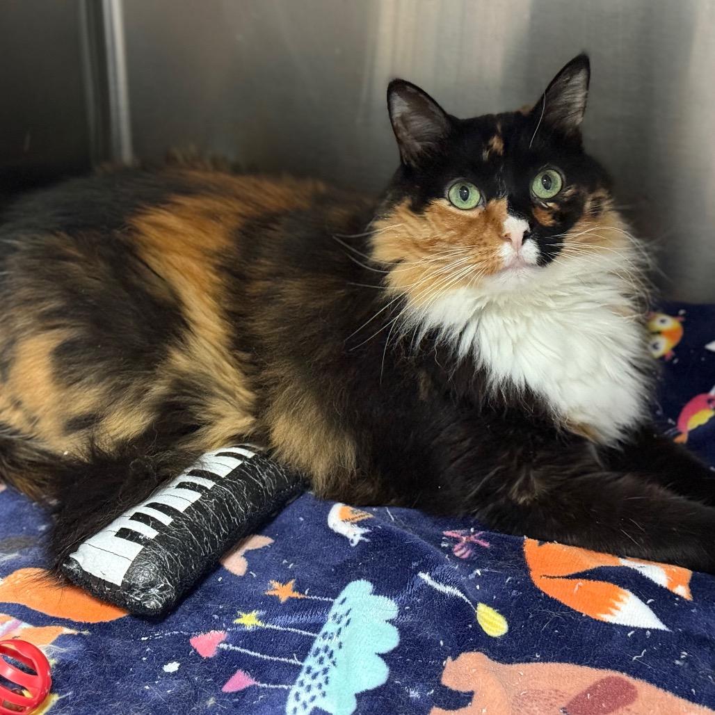 Pickles — thumbnail 5