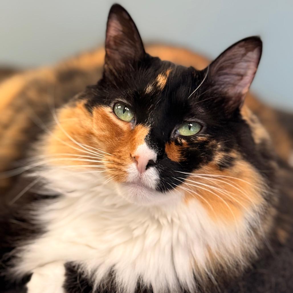 Pickles — thumbnail 6