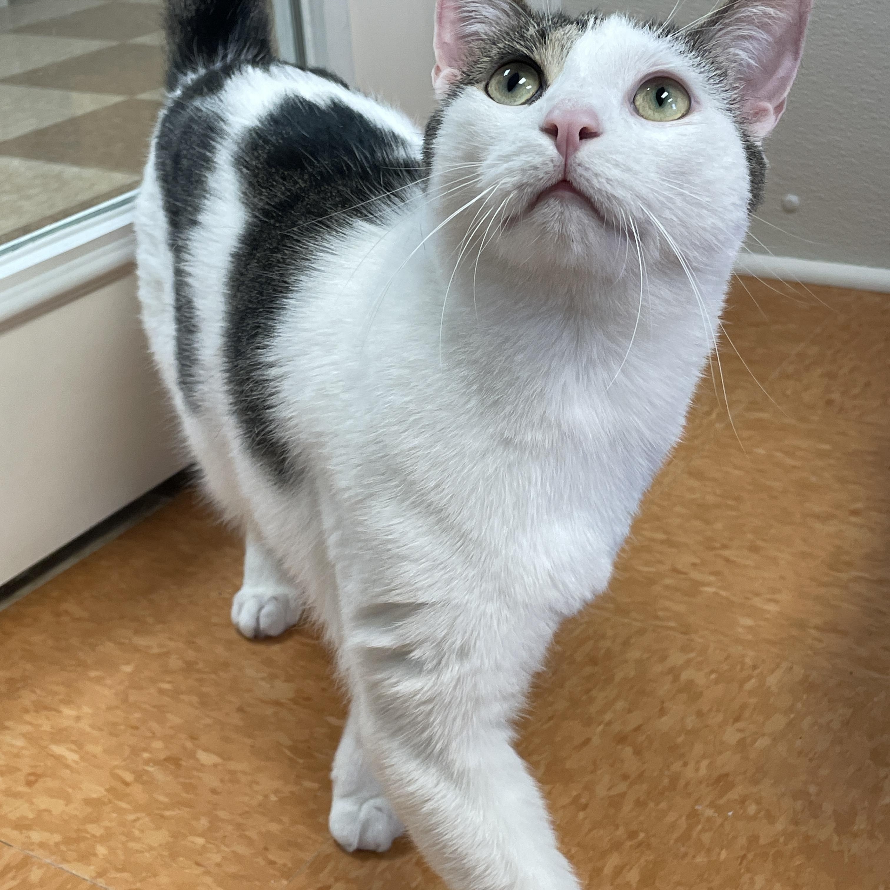 Ringo, a Adoptable Domestic Short Hair in Rochester, NY image 4/6