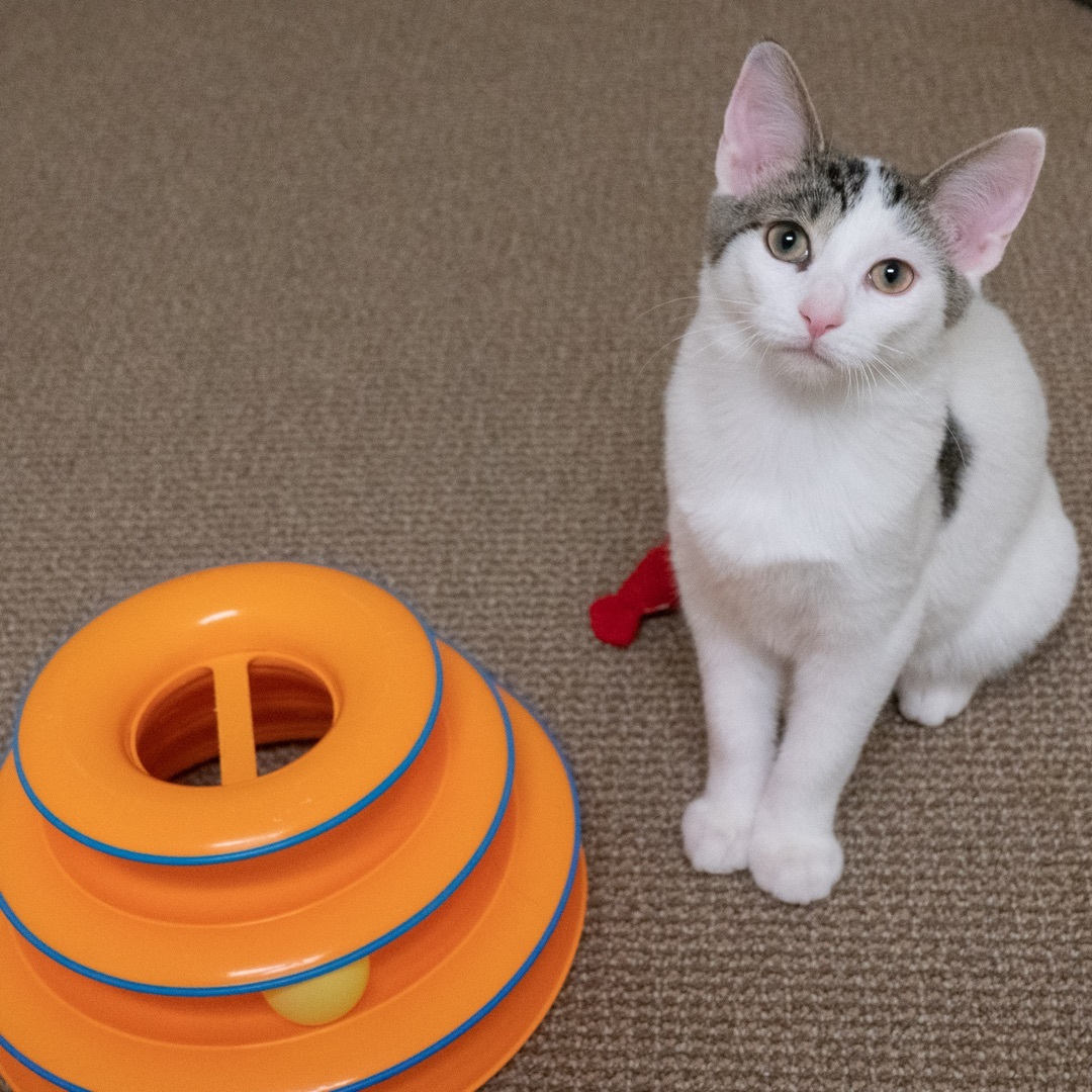 Ringo, a Adoptable Domestic Short Hair in Rochester, NY image 5/6