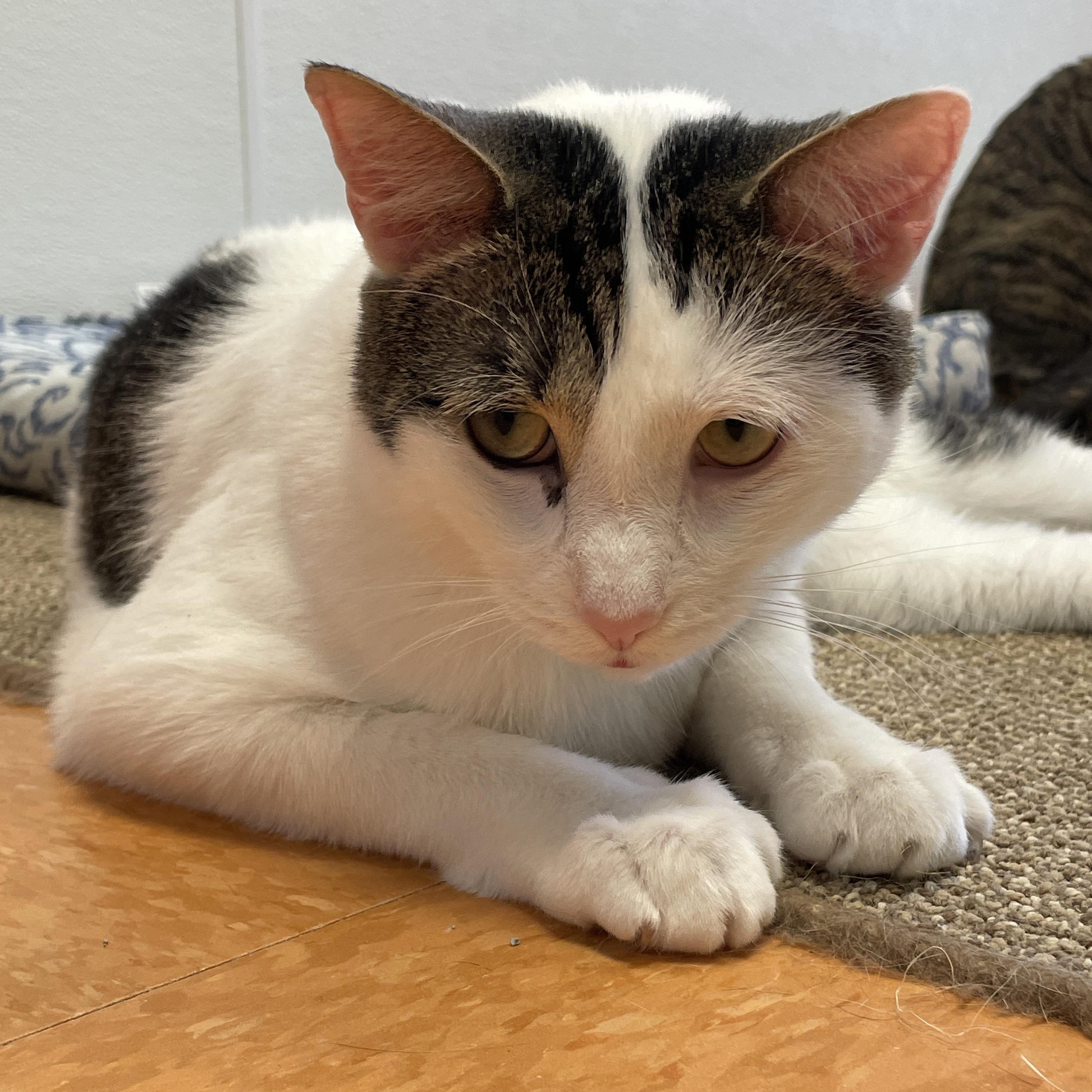 Ringo, a Adoptable Domestic Short Hair in Rochester, NY image 6/6