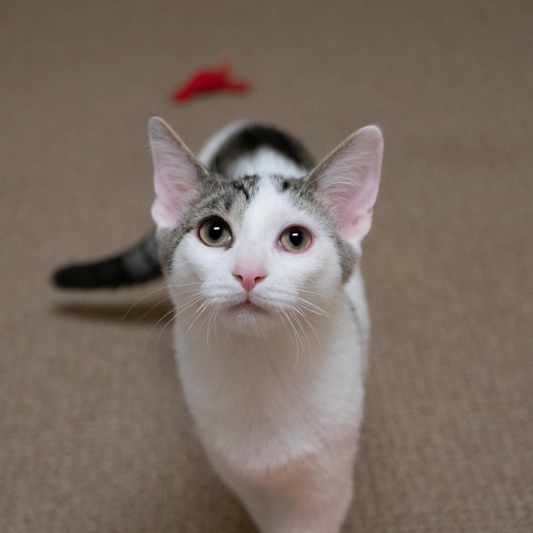 Ringo, a Adoptable Domestic Short Hair in Rochester, NY image 1/6