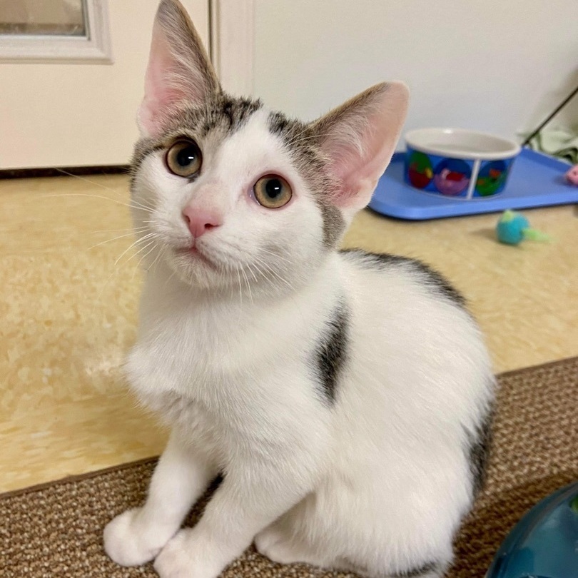 Ringo, a Adoptable Domestic Short Hair in Rochester, NY image 3/6