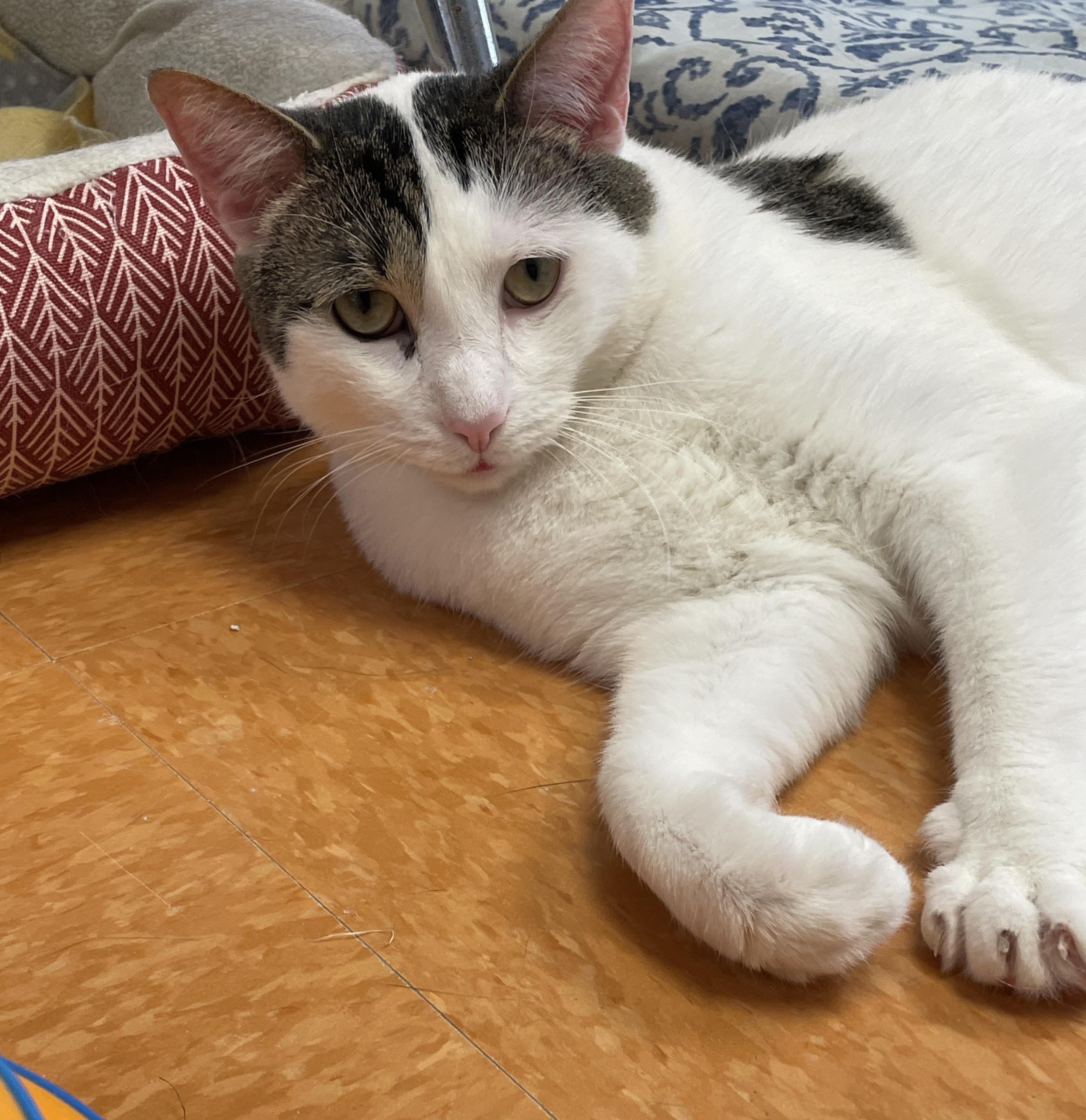 Ringo, a Adoptable Domestic Short Hair in Rochester, NY image 2/6