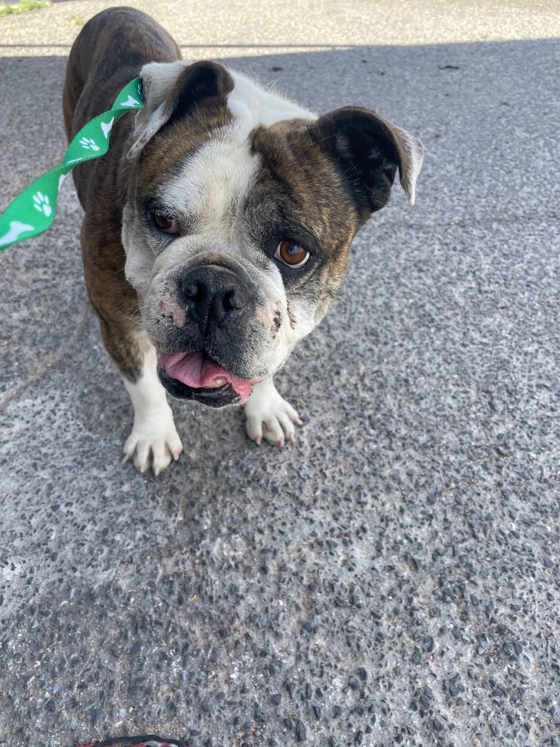 Maxie, Adopted, Senior Female English Bulldog.