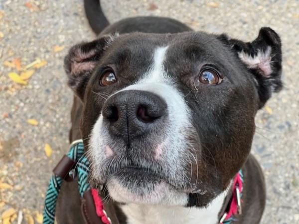 Enlarge Nubi, a Adoptable mixed breed in New York, NY image 1/1