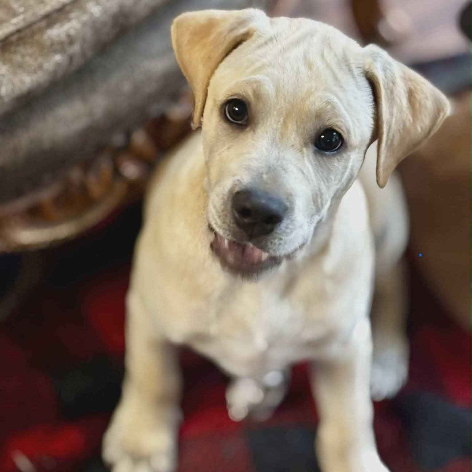 Quincy *HERE IN NH*, adopted, Puppy Male Mixed Breed.