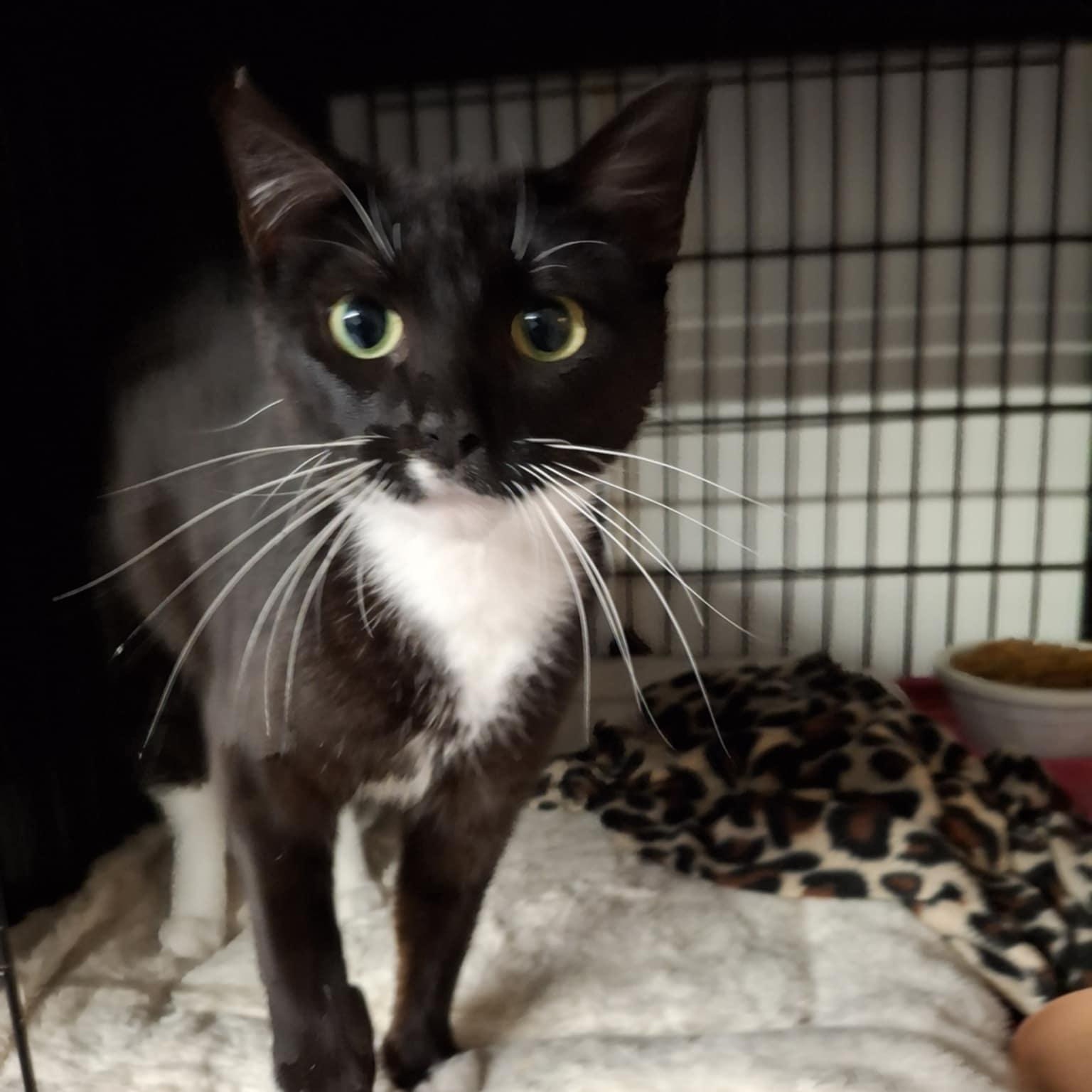 Domino, Young Female unknown