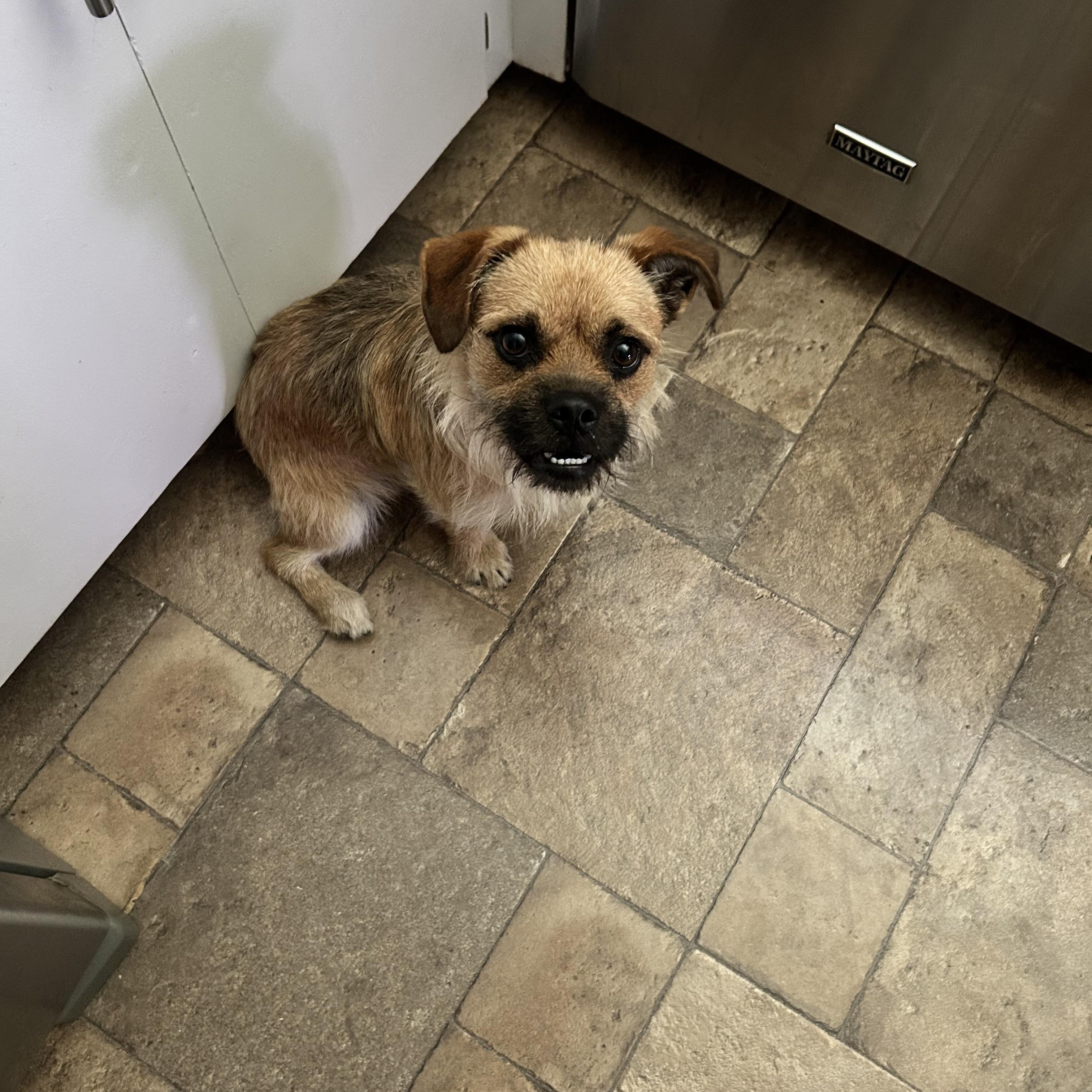 Risotto, a Adoptable Terrier in West covina, CA image 2/2
