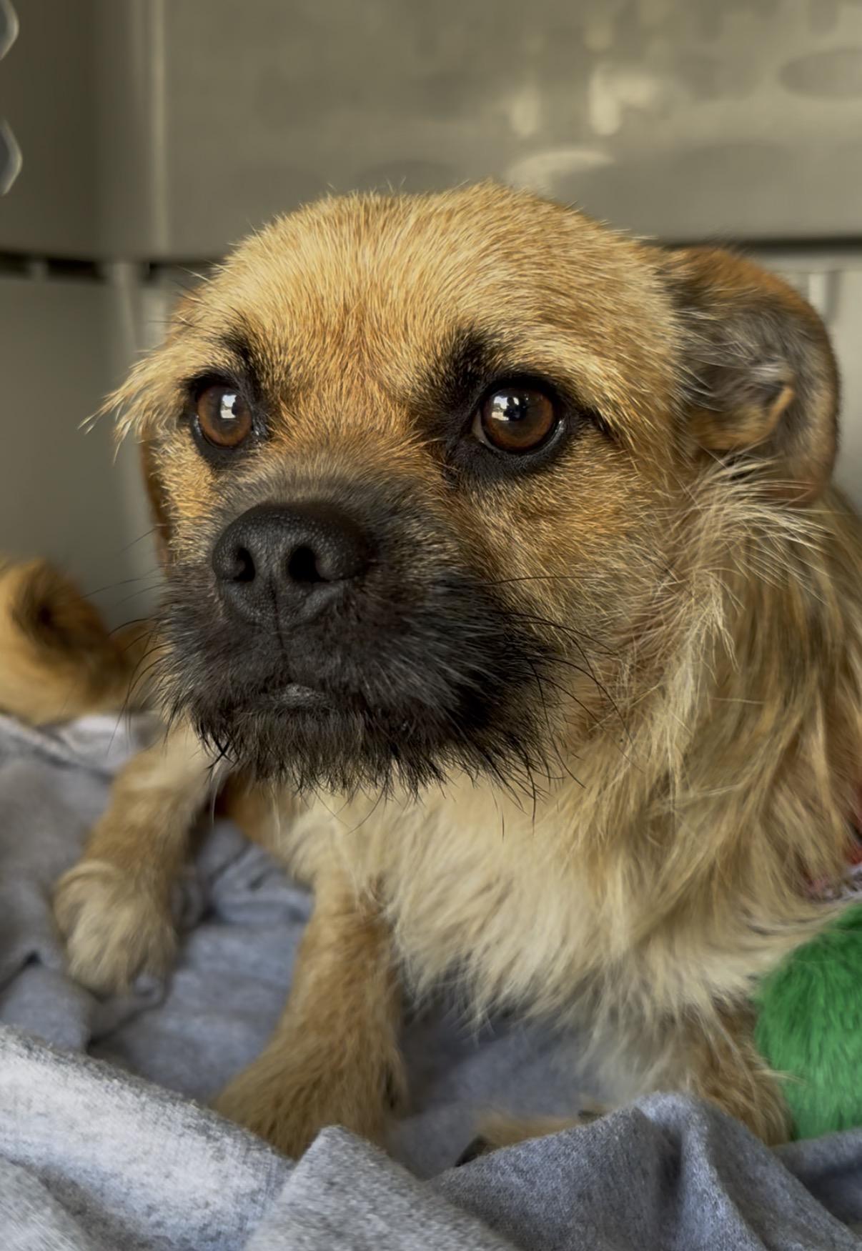 Risotto, Adoptable, Young Male Terrier.