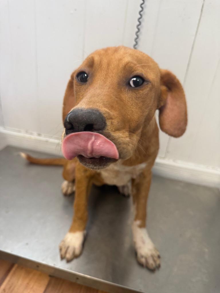 Silver, Adoptable, Puppy Female Labrador Retriever & Staffordshire Bull Terrier.