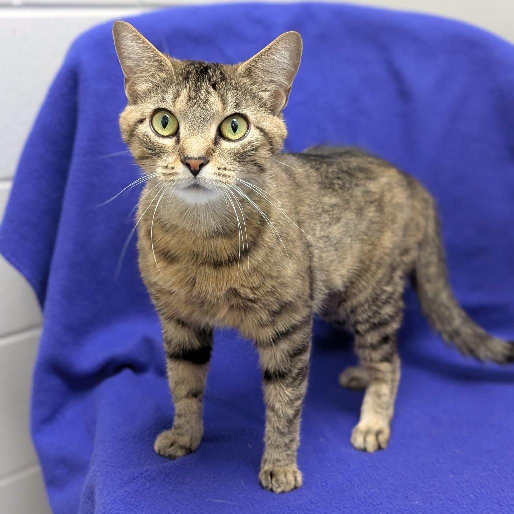 Millie, a Adoptable Domestic Short Hair in Brookfield, WI image 1/5