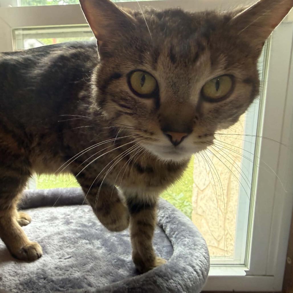 Millie, a Adoptable Domestic Short Hair in Brookfield, WI image 2/5