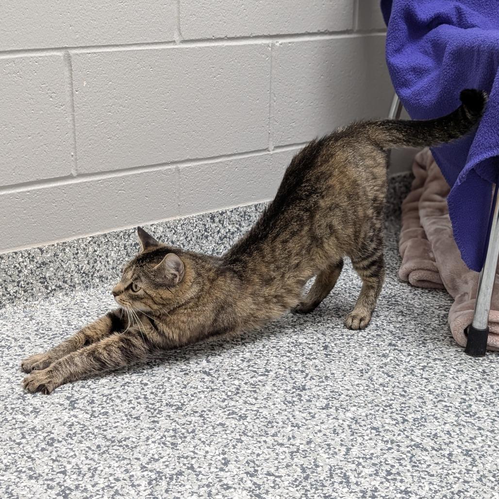 Millie, a Adoptable Domestic Short Hair in Brookfield, WI image 3/5