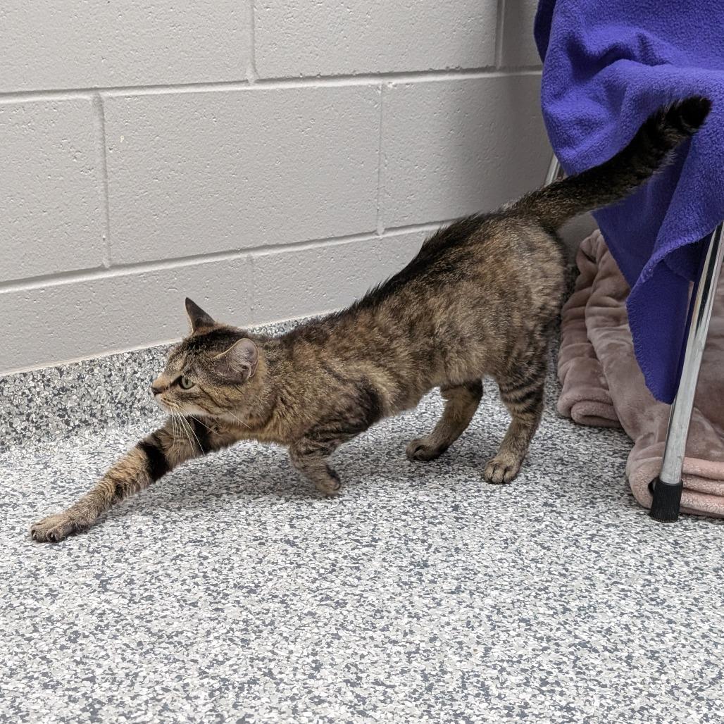 Millie, a Adoptable Domestic Short Hair in Brookfield, WI image 4/5