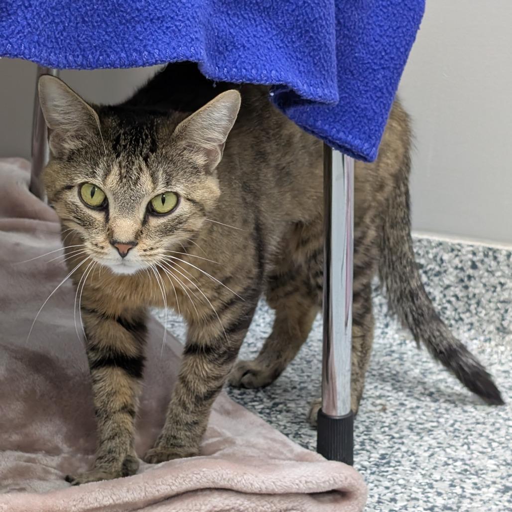 Millie, a Adoptable Domestic Short Hair in Brookfield, WI image 5/5