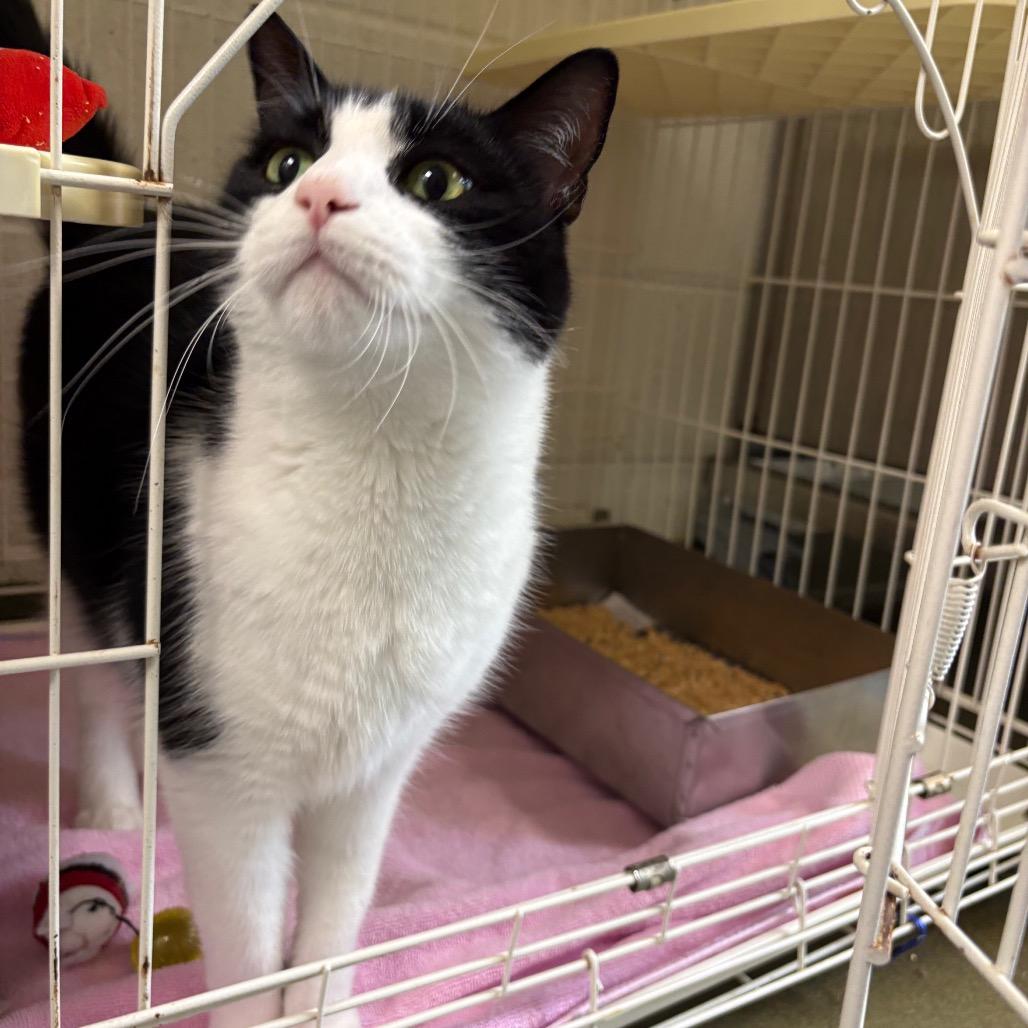 MooShoo, Adoptable, Adult Male Domestic Short Hair.