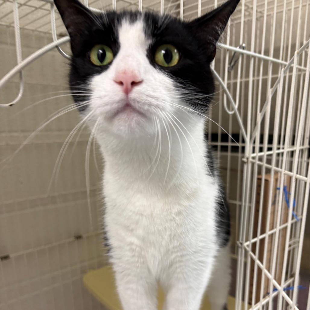 Enlarge MooShoo, a Adoptable Domestic Short Hair in Harrisonburg, VA image 2/4