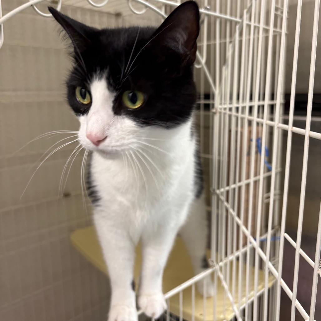 Enlarge MooShoo, a Adoptable Domestic Short Hair in Harrisonburg, VA image 3/4