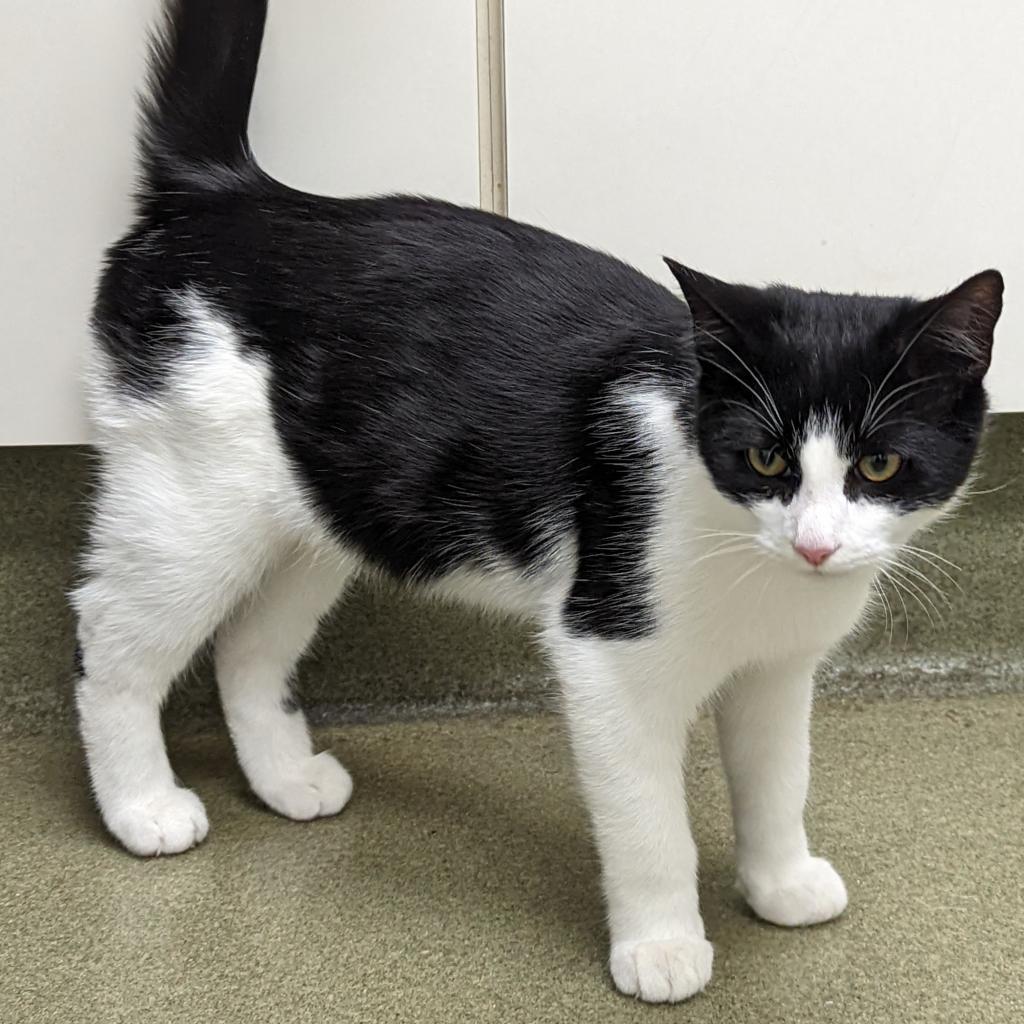 Enlarge MooShoo, a Adoptable Domestic Short Hair in Harrisonburg, VA image 4/4
