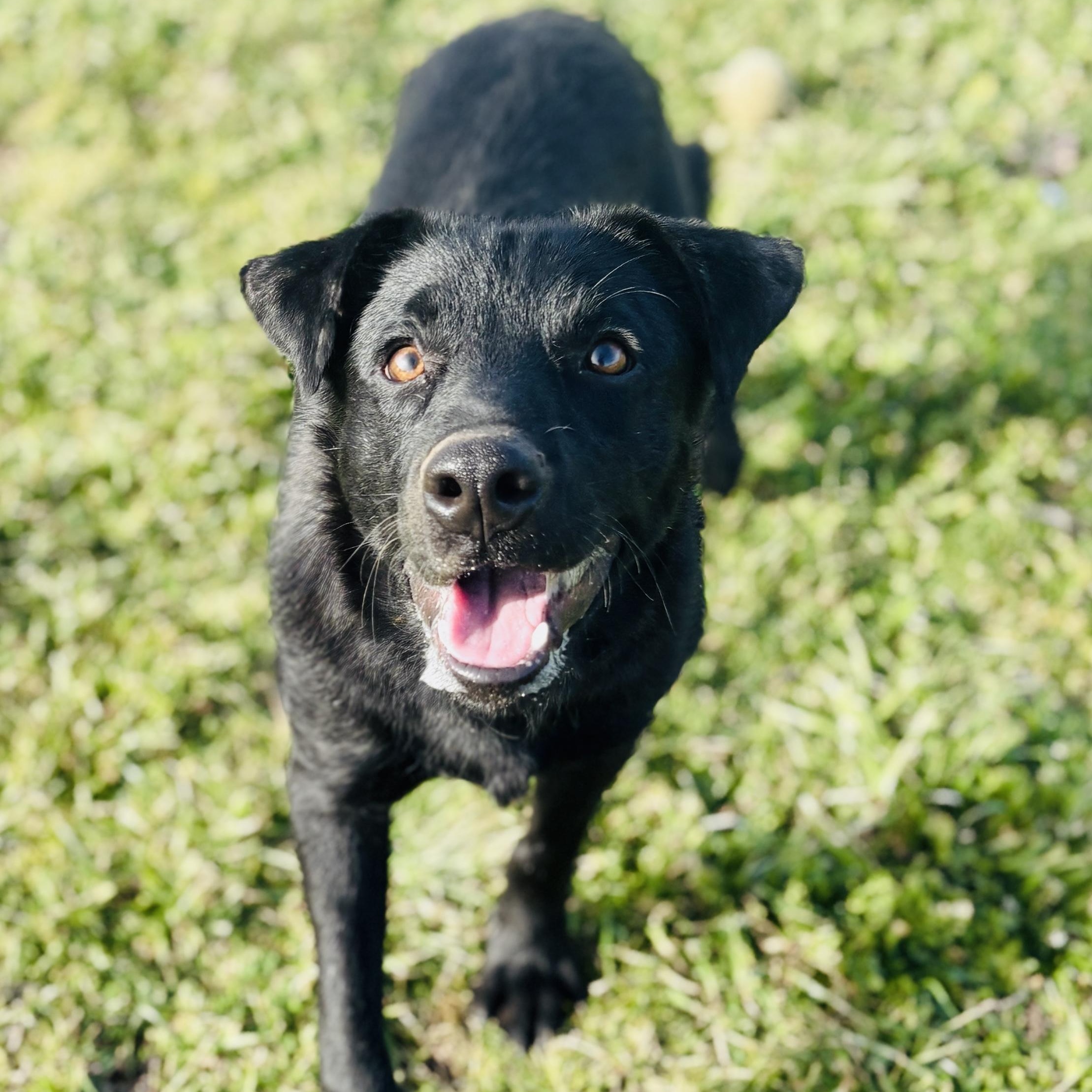 Enlarge *Creed, an adopted mixed breed in Justin, TX image 3/3