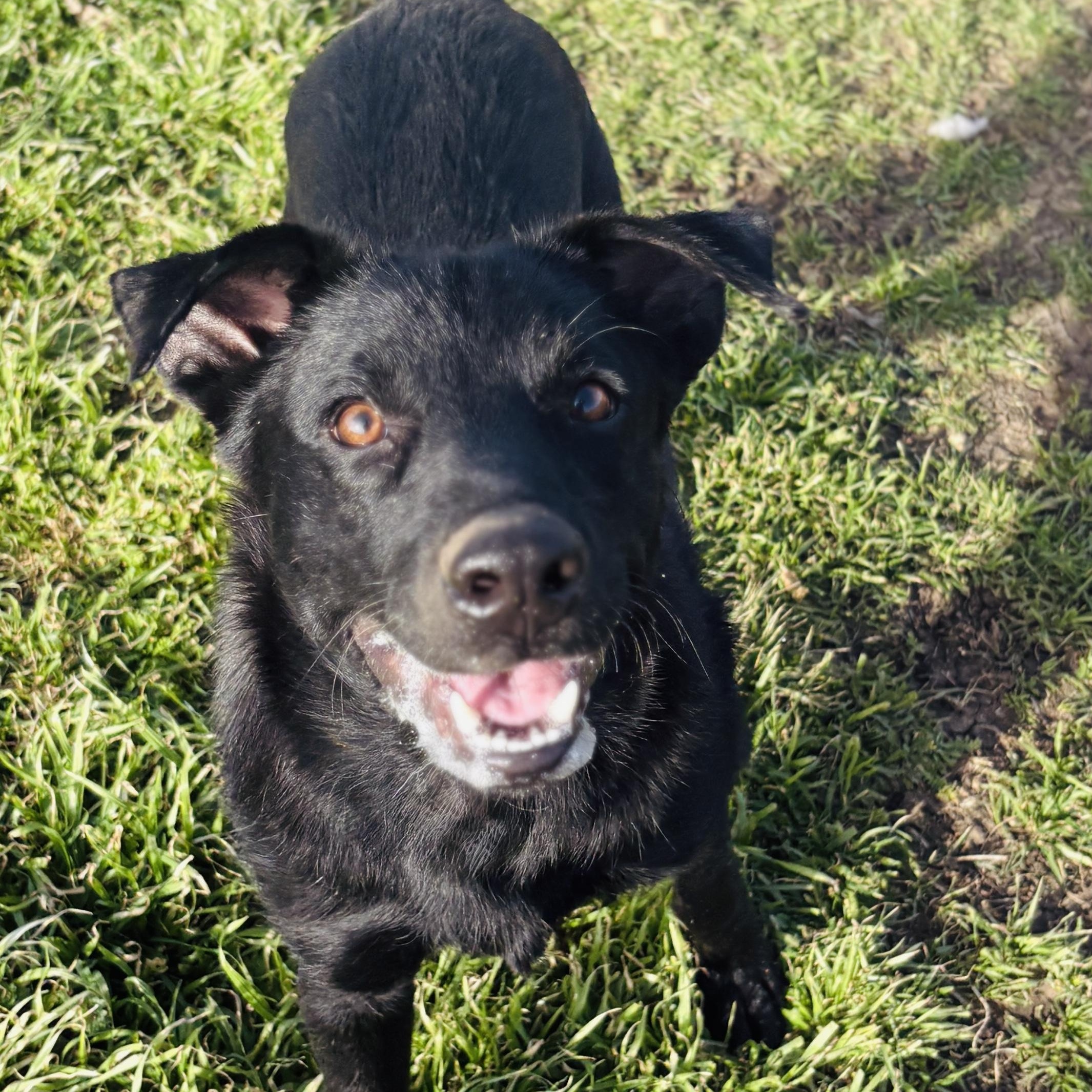 *Creed, Young Male Black Labrador Retriever