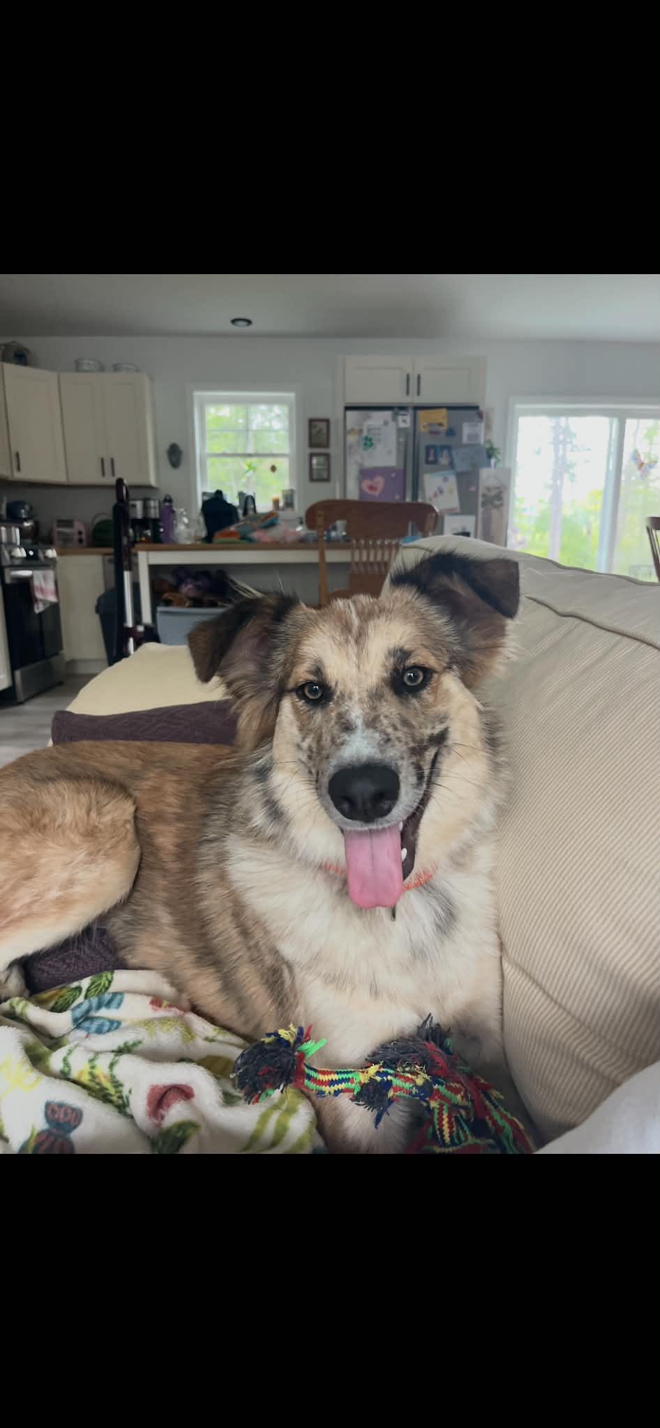 Enlarge Jessie, a Adoptable mixed breed in Brunswick, ME image 1/3