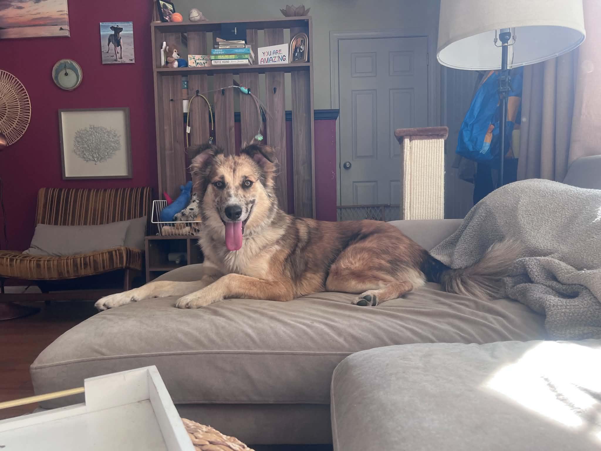 Enlarge Jessie, a Adoptable mixed breed in Brunswick, ME image 3/3
