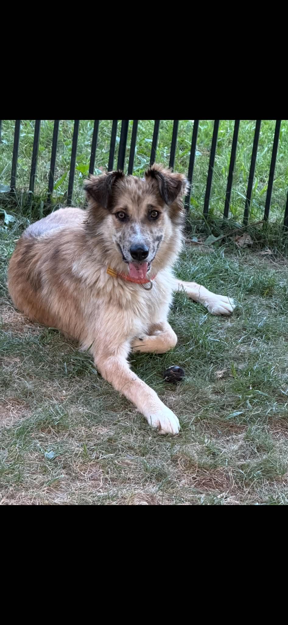 Enlarge Jessie, a Adoptable mixed breed in Brunswick, ME image 2/3