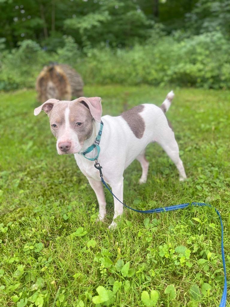 Tucker, Adoptable, Adult Male Terrier & Mixed Breed.