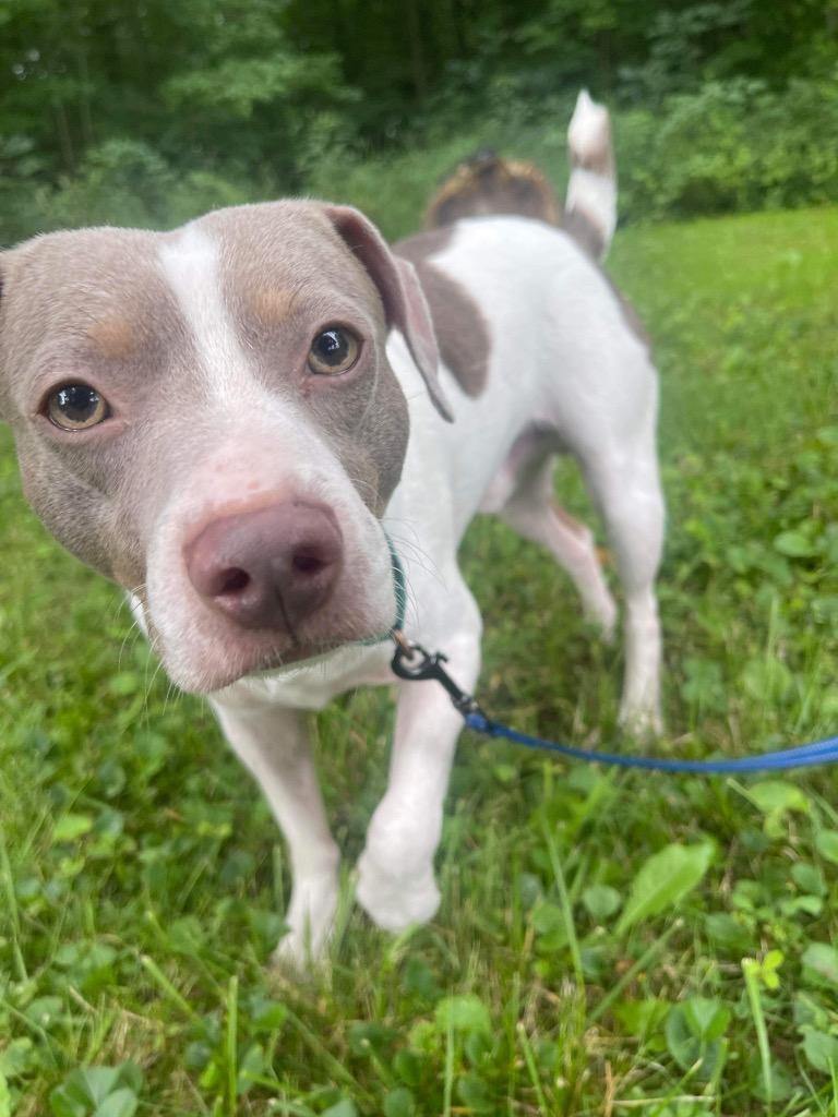 Tucker, a Adoptable mixed breed in Decatur, IN image 2/4
