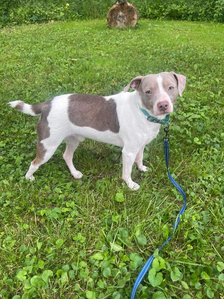 Tucker, a Adoptable mixed breed in Decatur, IN image 3/4
