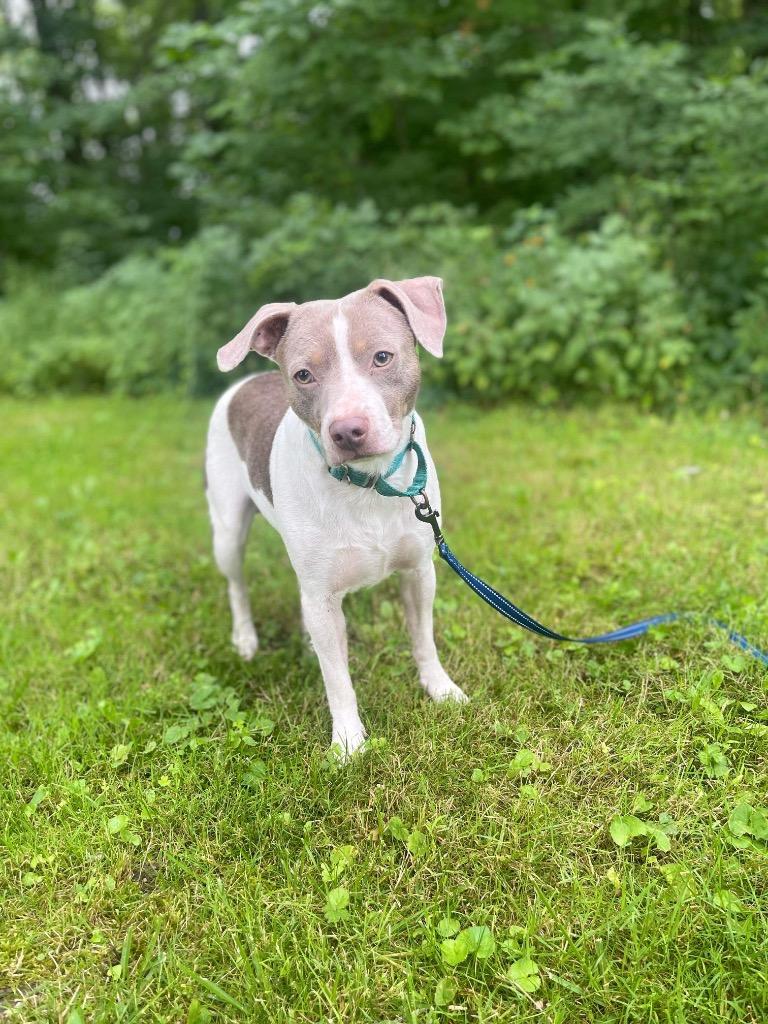 Tucker, a Adoptable mixed breed in Decatur, IN image 4/4